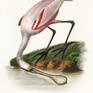 Les Jardin des Plantes (The Garden of Plants) by Pierre Bernard and Louis Couaihac (1842), a roseate spoonbill by the water.